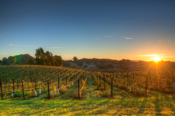 fields of napa valley in wine country california